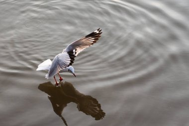 Bangpoo.Thailand denizde gıda alarak uçan martı.