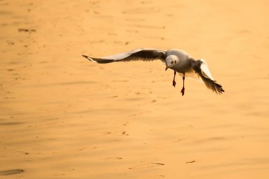 Bangpoo.Thailand denizde gıda alarak uçan martı.