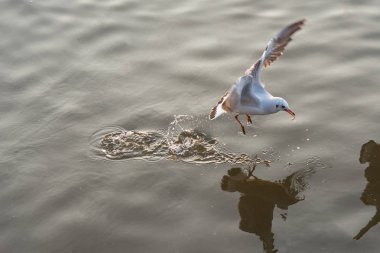 Bangpoo.Thailand denizde gıda alarak uçan martı.