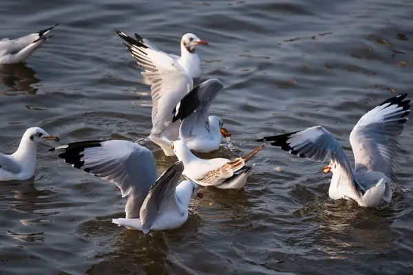 Gaivota flutuando no mar na costa de Bangpoo, Tailândia . — Fotografia de Stock