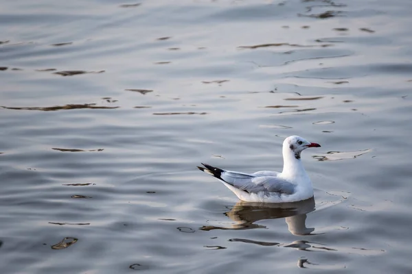 Seagull floating in the sea on the coast of Bangpoo, Thailand.