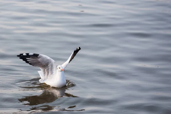 Seagull floating in the sea on the coast of Bangpoo, Thailand. — Stock Photo, Image