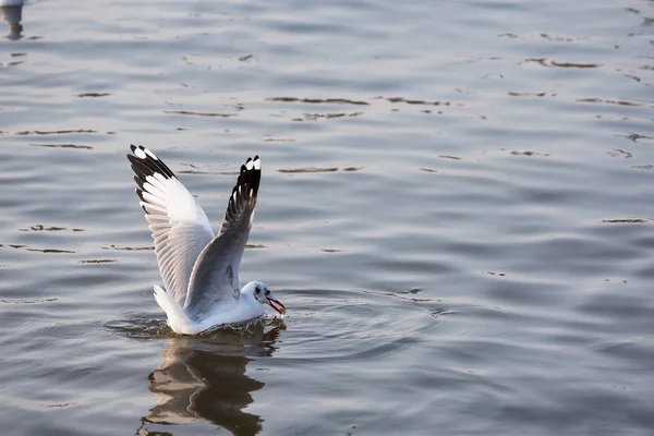 Gaivota flutuando no mar na costa de Bangpoo, Tailândia . — Fotografia de Stock