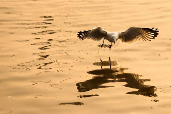 Flying Seagull taking food from the sea at Bangpoo.Thailand. — Stock Photo, Image