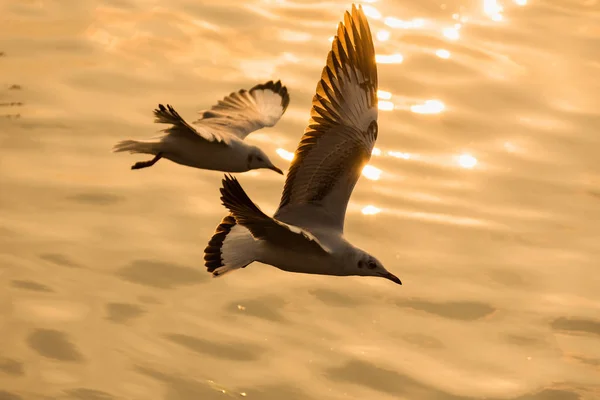 Flying Seagull taking food from the sea at Bangpoo.Thailand. — Stock Photo, Image