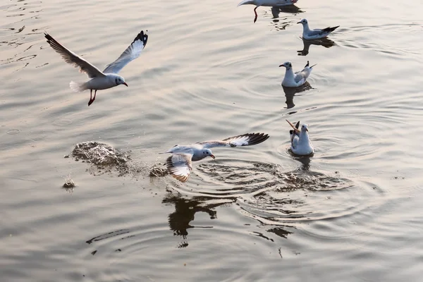 Gaivota flutuando no mar na costa de Bangpoo, Tailândia . — Fotografia de Stock