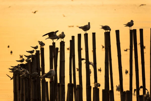 Group of Seagull on bamboo pole over the Sea in twilight sunset — Stock Photo, Image