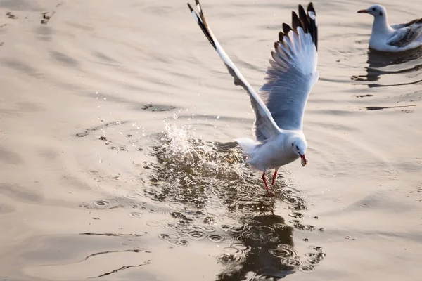 Mouette volante prenant de la nourriture de la mer à Bangpoo.Thaïlande . — Photo