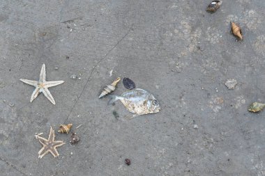 Ölü balık beton zemin. Tayland.