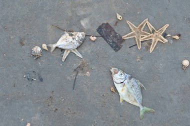 Ölü balık beton zemin. Tayland.