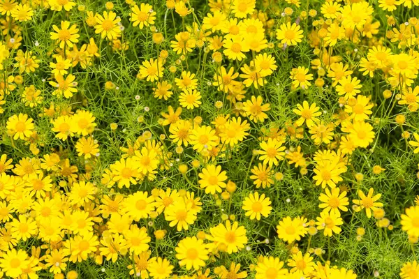 녹색 잎 floor.yellow 꽃 배경으로 노란 꽃. — 스톡 사진