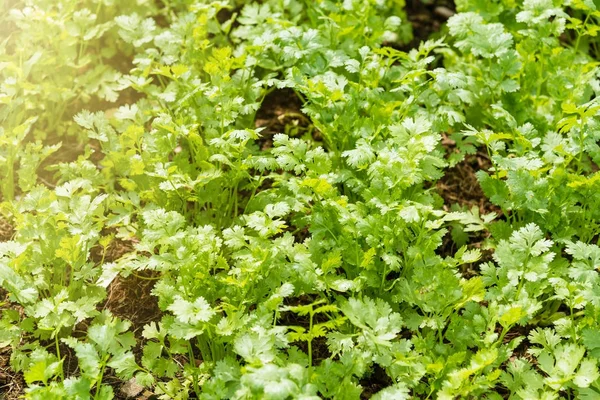 Patterns of coriander leaves in the farm.Thailand.