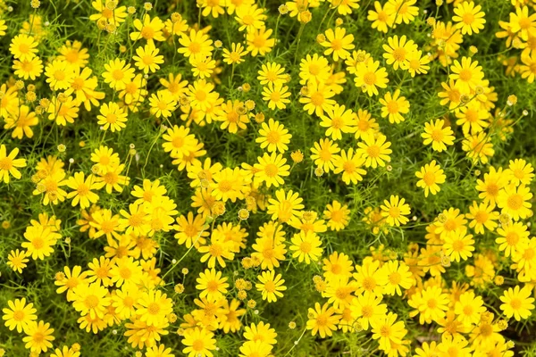 Żółte kwiaty z zielonych liści floor.yellow kwiat tło. — Zdjęcie stockowe