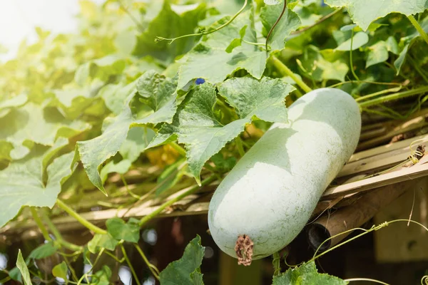 Winter melon and squash hanging on bamboo structure.Thailand.
