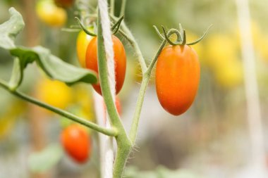 Kırmızı küçük Olgun Kiraz domates meyve. Domates bitkiler, olgun natura