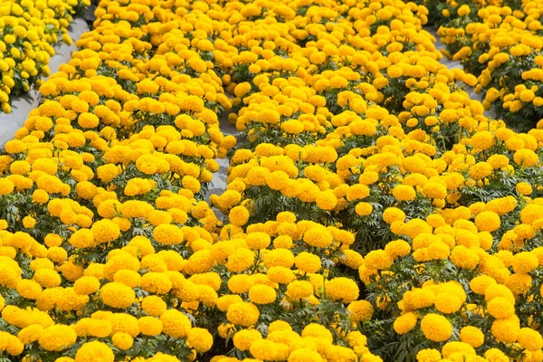 Ein Hintergrund aus gelben Ringelblumen im Garten.thailand. — Stockfoto