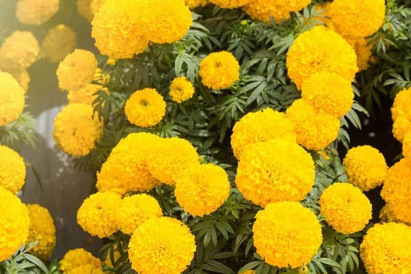 Un fondo de flor de caléndula amarilla en el jardín.Tailandia . — Foto de Stock
