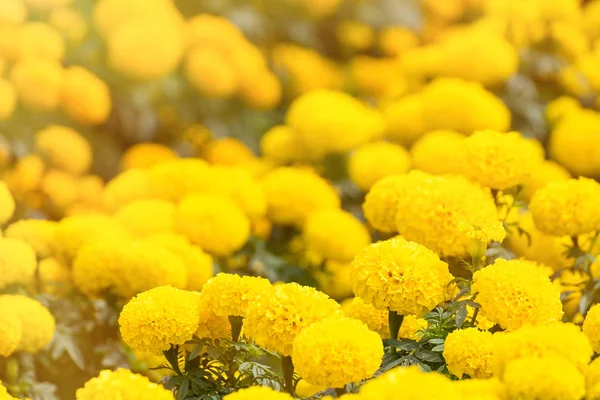 Un fondo de flor de caléndula amarilla en el jardín.Tailandia . — Foto de Stock