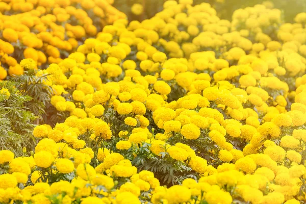 Un fondo de flor de caléndula amarilla en el jardín.Tailandia . — Foto de Stock