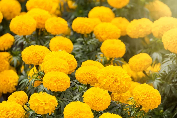 Un fondo de flor de caléndula amarilla en el jardín.Tailandia . — Foto de Stock