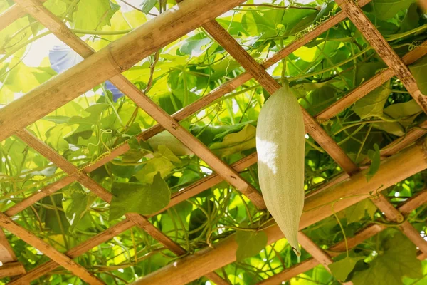 Green zucchini hanging on bamboo structure.Thailand.