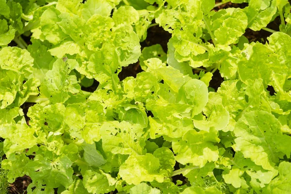 Green lettuce crops in growth at vegetable garden.Thailand. — Stock Photo, Image