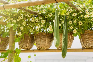 Yeşil kabak bambu yapısı üzerinde asılı. Tayland.