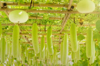 Kış kavun ve squash bambu yapısı üzerinde asılı. Tayland.