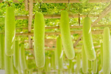 Kış kavun ve squash bambu yapısı üzerinde asılı. Tayland.