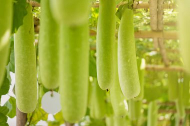 Kış kavun ve squash bambu yapısı üzerinde asılı. Tayland.
