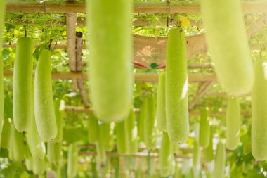 Kış kavun ve squash bambu yapısı üzerinde asılı. Tayland.