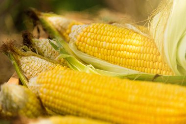 Bir çiftlik alanı, ahşap kutusunda sarı mısır koçanı. Tayland.