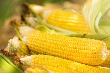 Bir çiftlik alanı, ahşap kutusunda sarı mısır koçanı. Tayland.