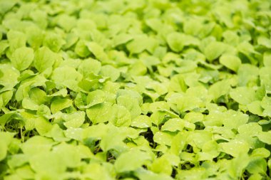 Küçük yeşil bitkiler arka plan için. Tayland.