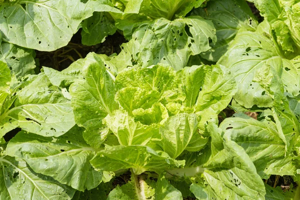 Green lettuce crops in growth at vegetable garden.Thailand. — Stock Photo, Image