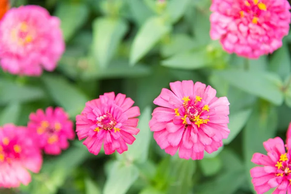 Zinnia flowers in bright green field.Thailand. — Stock Photo, Image
