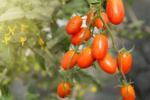 Red small ripe cherry tomatoes fruit.Tomatoes plants, Ripe natura — стоковое фото