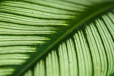 Arkaplan olarak yeşil yaprağın dokusu