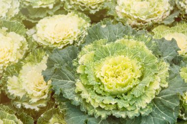 Dekoratif lahanaları çiçek bahçesi Chiang Mai, Tayland