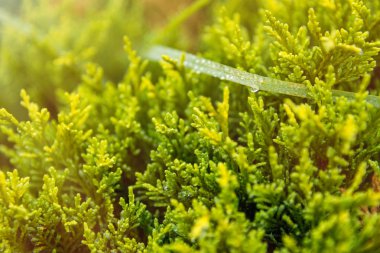 Yeşil çiy damlacıkları yapraklar sabah, güneş ışığı yaz güneşli day.natural background.selective odak alan sığ derinliği