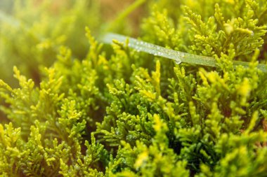 Yeşil çiy damlacıkları yapraklar sabah, güneş ışığı yaz güneşli day.natural background.selective odak alan sığ derinliği