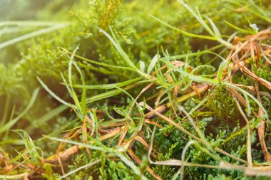 Yeşil çiy damlacıkları yapraklar sabah, güneş ışığı yaz güneşli day.natural background.selective odak alan sığ derinliği