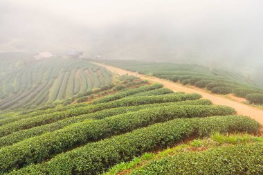 Çay Ekim 2000 sabah peyzaj bakışta sisli bir günde. Tayland
