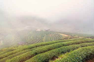 Çay Ekim 2000 sabah peyzaj bakışta sisli bir günde. Tayland