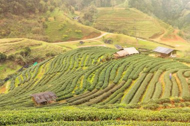 Çay Ekim 2000 sabah peyzaj bakışta bir sisli Tarih 