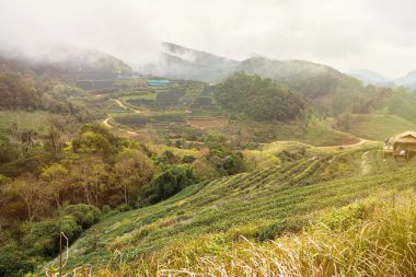 Çay Ekim 2000 sabah peyzaj bakışta bir sisli Tarih 