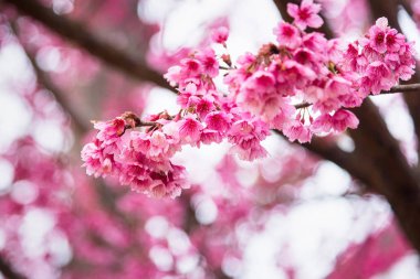 Güzel pembe kiraz çiçeği. Cherry Blossom veya p canlı renkler