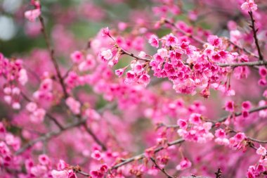 Güzel pembe kiraz çiçeği. Cherry Blossom veya p canlı renkler