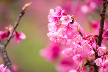 Güzel pembe kiraz çiçeği. Cherry Blossom veya p canlı renkler