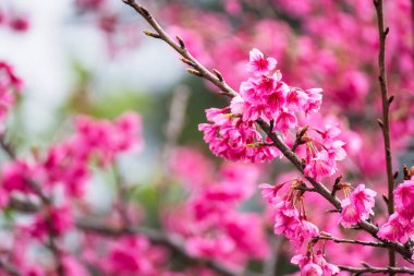 Güzel pembe kiraz çiçeği. Cherry Blossom veya p canlı renkler